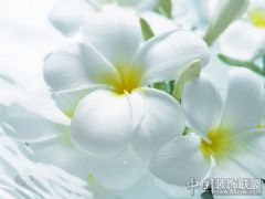清新淡雅的浴室擺設特寫風格其它